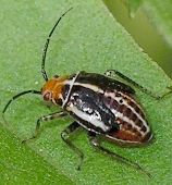 Poecilocapsus lineatus nymph