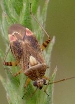 Polymerus basalis
