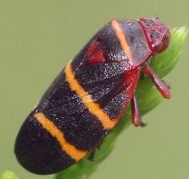 Prosapia bicincta