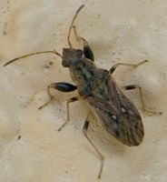 Pseudopachybrachius species