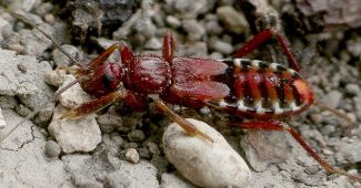 Rasahus biguttatus nymph