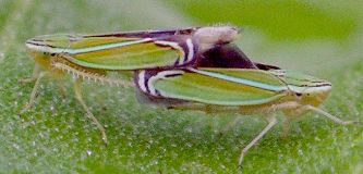 Sibovia compta mating