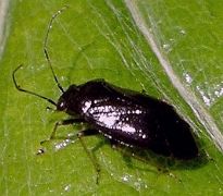 Slaterocoris species