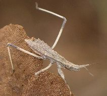 Stenopoda cinerea nymph