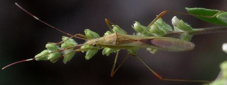 Stenocoris species