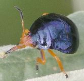 Stiretrus anchorago nymph