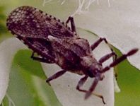 Teleonemia species