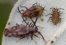 Teleonemia species and nymphs