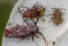 Teleonemia species and nymphs