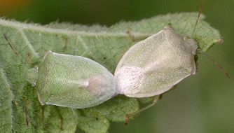 Thyanta custator accerra mating