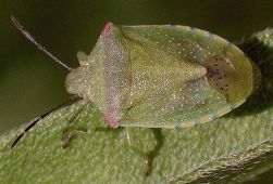 Thyanta custator accerra