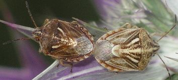 Trichopepla semivittata mating