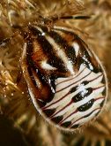 Trichopepla semivittata nymph