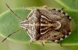 Trichopepla semivittata