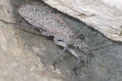 Triatoma species nymph