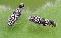 Trypanalebra maculata
