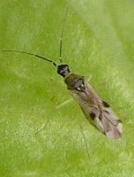 Tupiocoris notatus