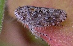 unidentified leafhopper