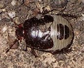 unidentified burrowing bug nymph