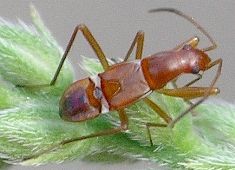 unidentified seed bug nymph