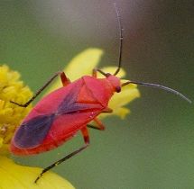 unidentified plant bug