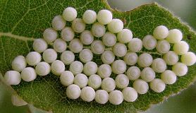 stink bug eggs