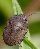 unidentified shield bug