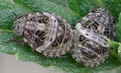 unidentified shield bug nymphs