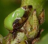 Vanduzea species and nymphs