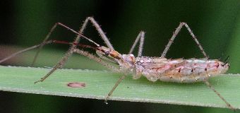 Zelus cervicalis nymph