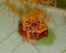 Zelus longipes hatching