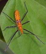 Zelus longipes nymph