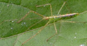 Zelus luridus nymph