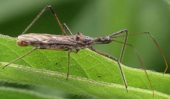 Zelus tetracanthus side view