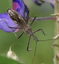 Zelus tetracanthus top view