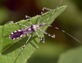 Zelus tetracanthus color variation