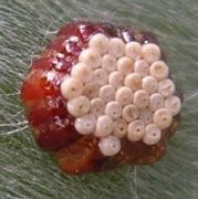 Zelus species eggs