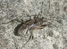 Zeridoneus species