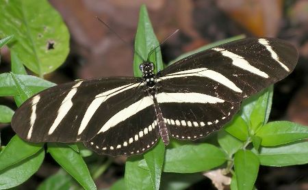 zebra longwing butterfly