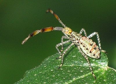 coreid bug nymph