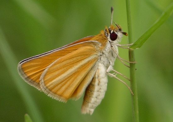 southern skipperling