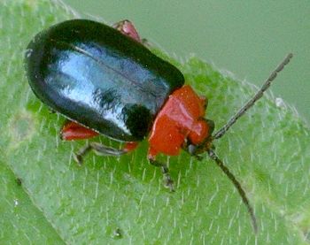 blue and red flea beetle