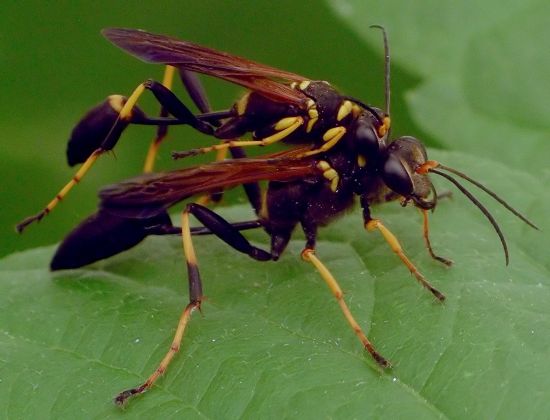 black-and-yellow mud dauber