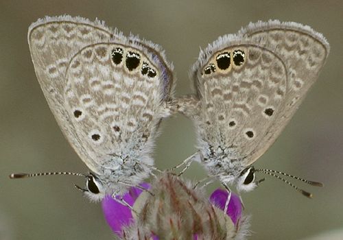 ceraunus blues mating