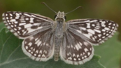 desert checkered-skipper