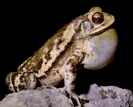 Gulf coast toad