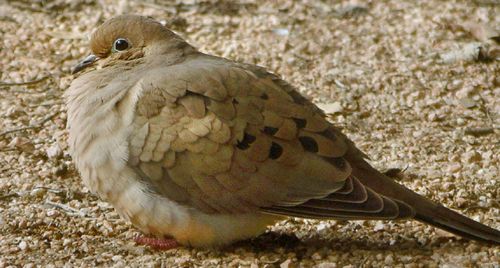 mourning dove