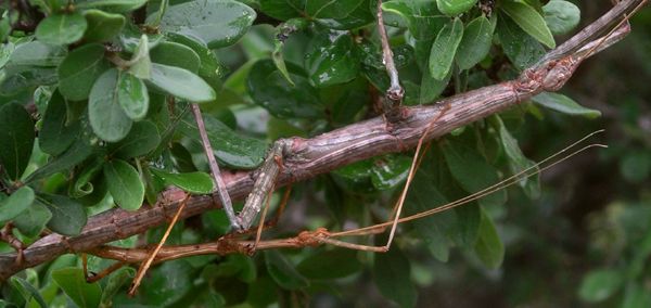 giant walkingstick