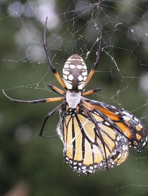 black and yellow argiope with monarch butterfly