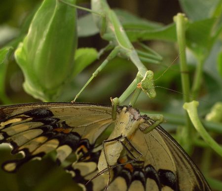 Carolina mantid eating giant swallowtail